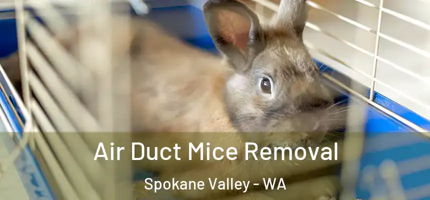 Air Duct Mice Removal Spokane Valley - WA